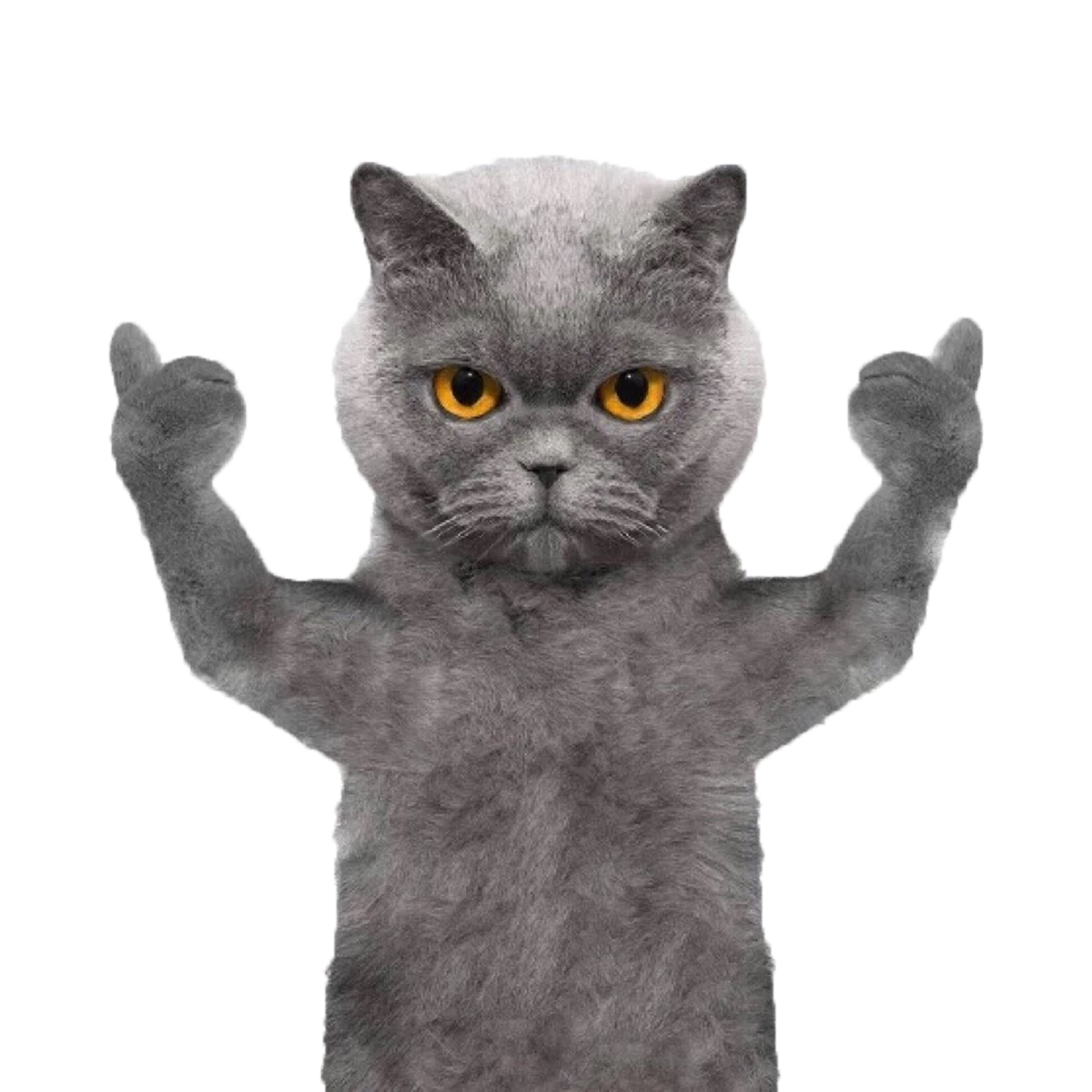 bobolook